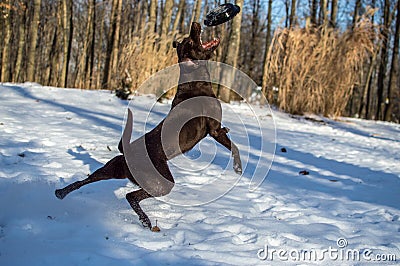 Dog catches frisbee