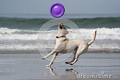 Dog catching the disc