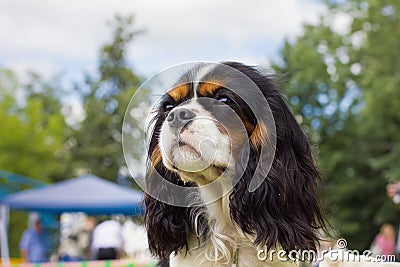 Dog Cavalier King Charles Spaniel