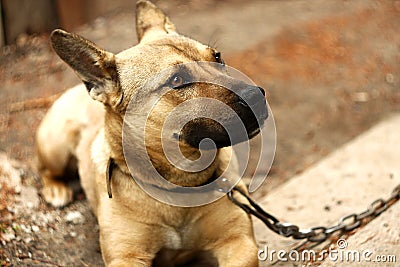 Dog on a chain