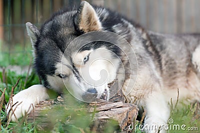 Dog chews a piece of wood