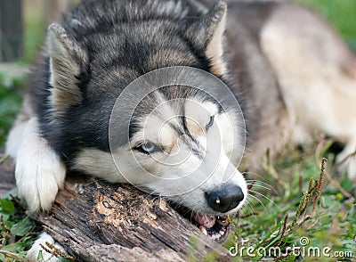 Dog chews a piece of wood