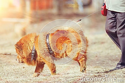 Dog chow-chow on walk