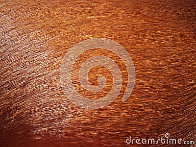 Dog coat texture