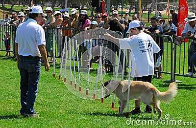 Dog Competition and Taming Challenge