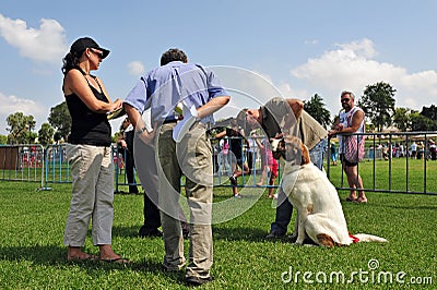 Dog Competition and Taming Challenge