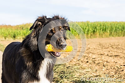 Dog with a corn cob