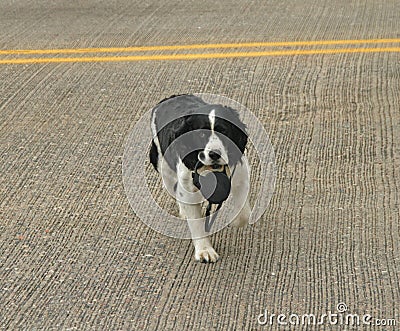 Dog crossing road carrying leash