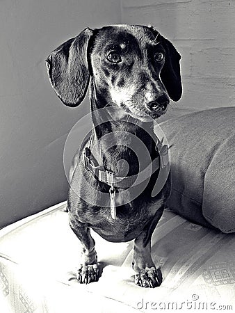 Dog dachshund power strong happy black and white