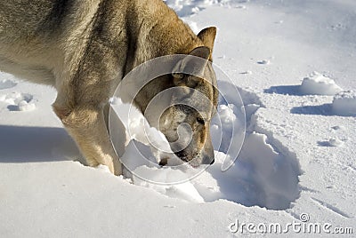 Dog digging in snow