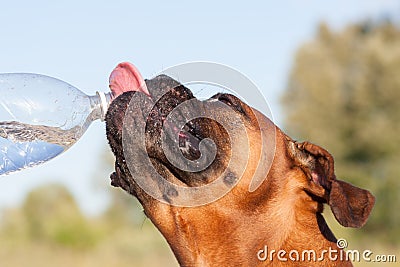 Dog drinks water from bottle