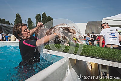 Dog enjoys the swimming pool at Quattrozampeinfiera in Milan, Italy