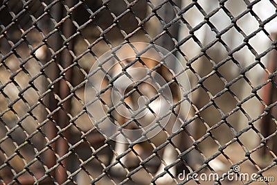 Dog and fence