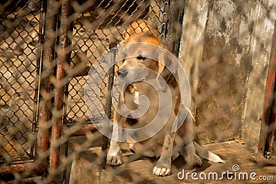 Dog and fence