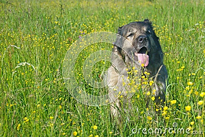 Dog in flowers