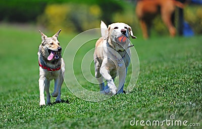 Dog Friends walking through the park