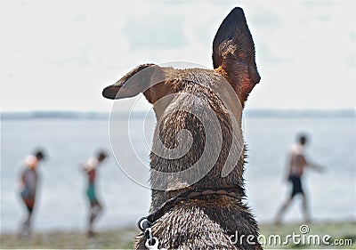 DOG WITH THE FUNNY EARS ON THE BEACH