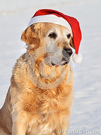 Dog - Golden Retriever as santa klaus