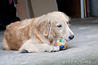 Dog, Golden Retriever and ball