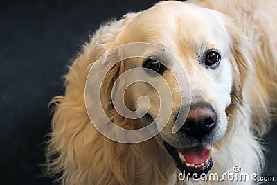 Dog Golden retriever /labrador dog