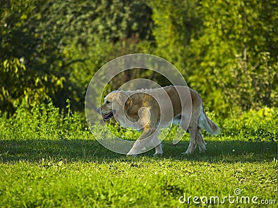 Dog / Golden Retriever Walking In The Park