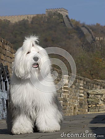 Dog in great wall