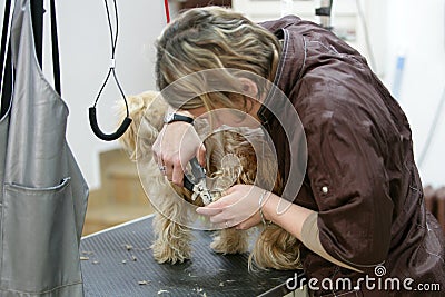 Dog grooming