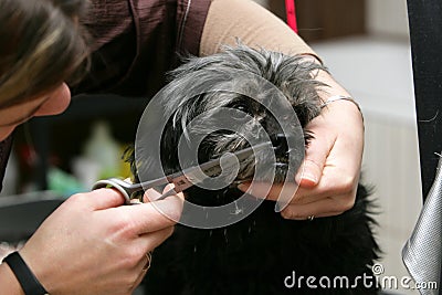 Dog grooming