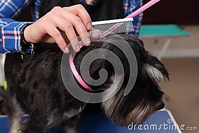 Dog hairdresser, hairstyle, spa for dogs