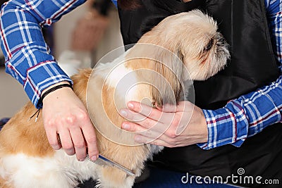 Dog hairdresser, hairstyle, spa for dogs