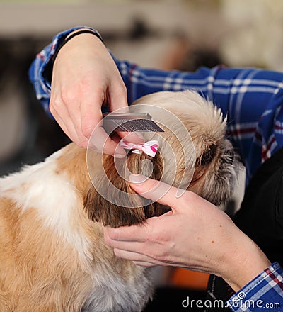 Dog hairdresser, hairstyle, spa for dogs