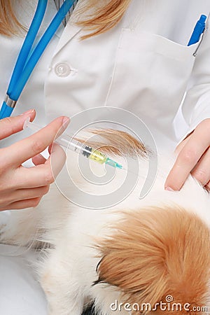 Dog Healthcare: vaccination.