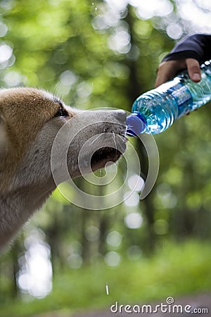 Dog on hiking trip drinking water