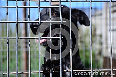 Dog Inside a Cage