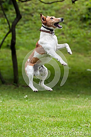 Dog jump into the air