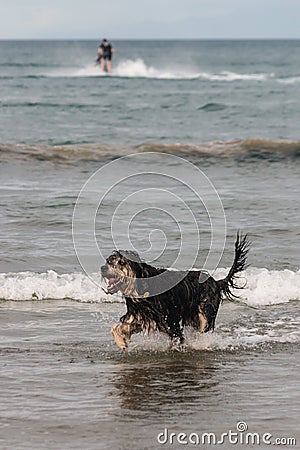Dog jumping across ocean waves