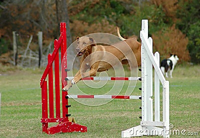 Dog jumping in agility