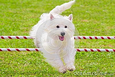 Dog Jumping in Agility Competition