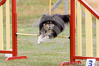 Dog jumping at agility trial