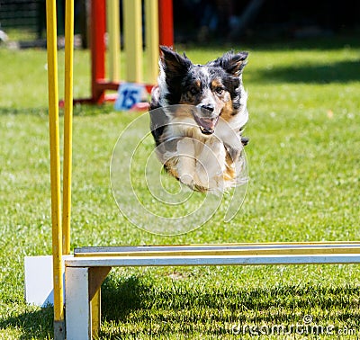 Dog jumping at agility trial