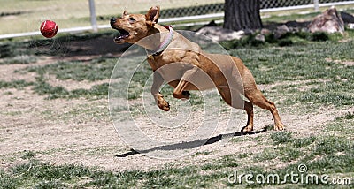 Dog jumping for ball at the park