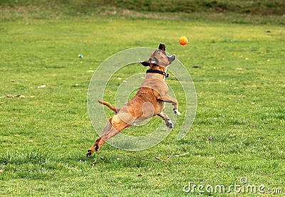 Dog jumping for a ball