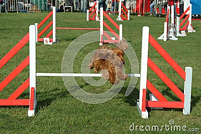 Dog jumping in competition show