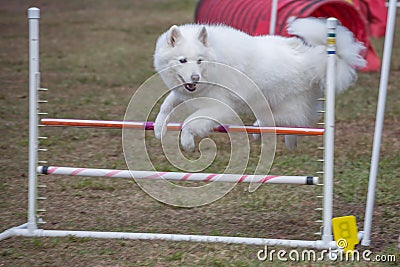 Dog Jumping Course Competition