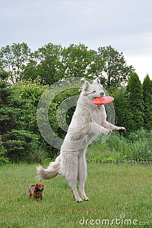 Dog jumping for frisbee