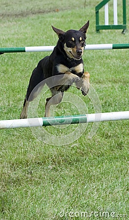 Dog jumping over hurdle