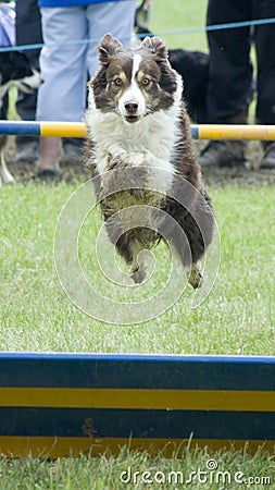 Dog jumping over hurdle