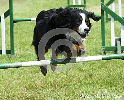 Dog jumping over obstacle