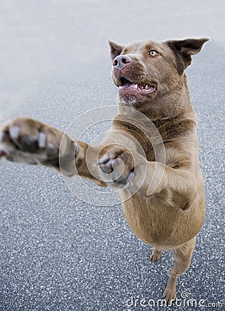 Dog jumping for treat