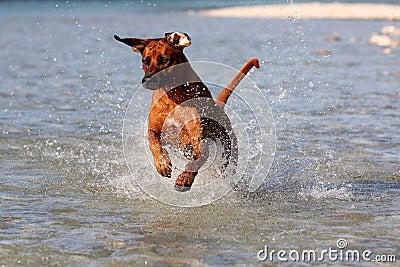 Dog Jumping in water